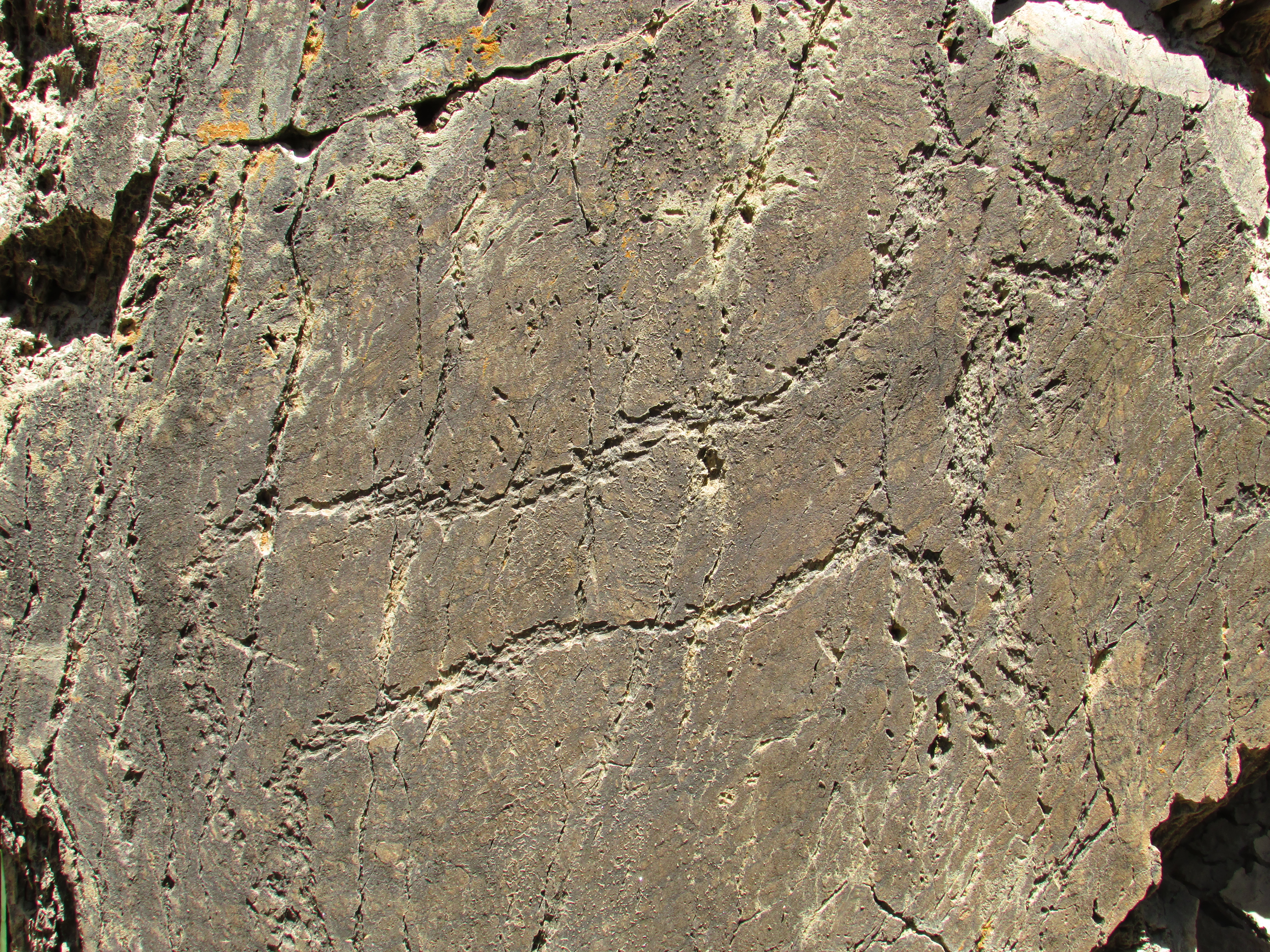 paleolitická rytina z údolí Côa