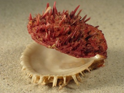 S. geaderopus